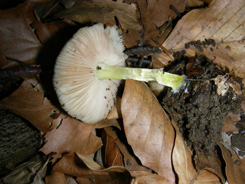 Pluteus romellii?fotog.il 30.03.10.