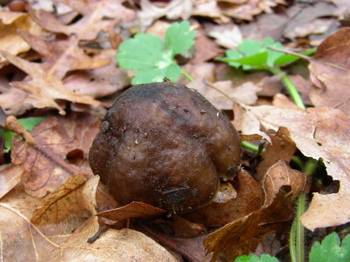 Due pluteus. (cfr. Pluteus cervinus)