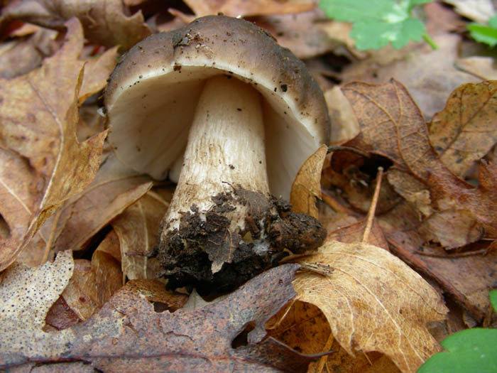 Due pluteus. (cfr. Pluteus cervinus)
