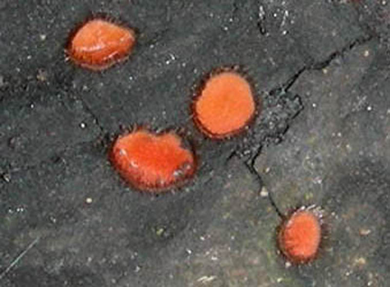 Scutellina scutellata?fotog. 2.04.10.