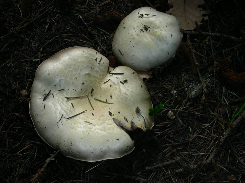 Primo Agaricus 02.04.2010.