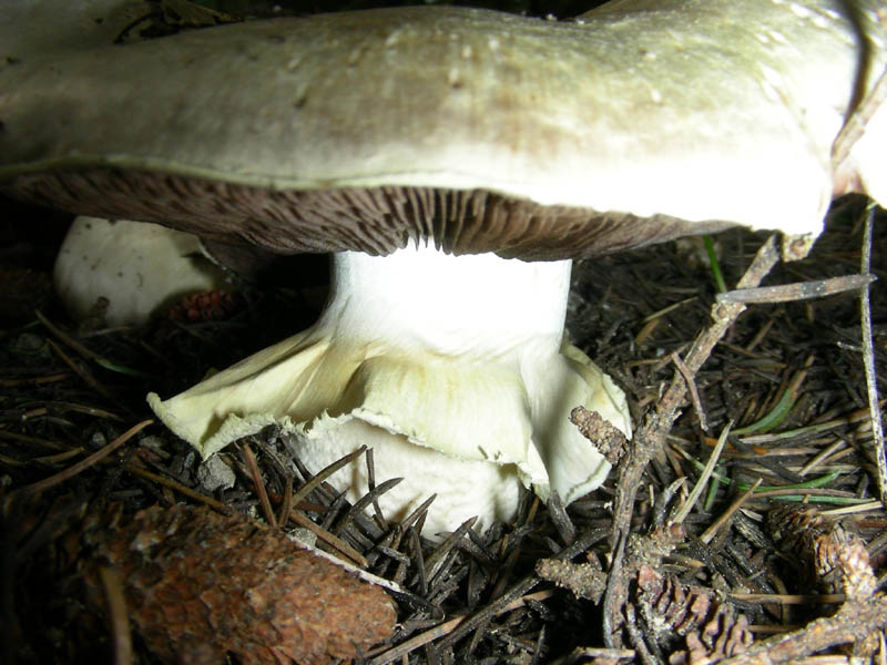 Primo Agaricus 02.04.2010.