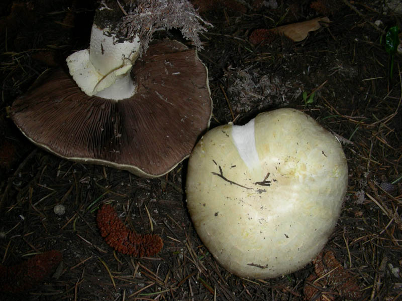 Primo Agaricus 02.04.2010.