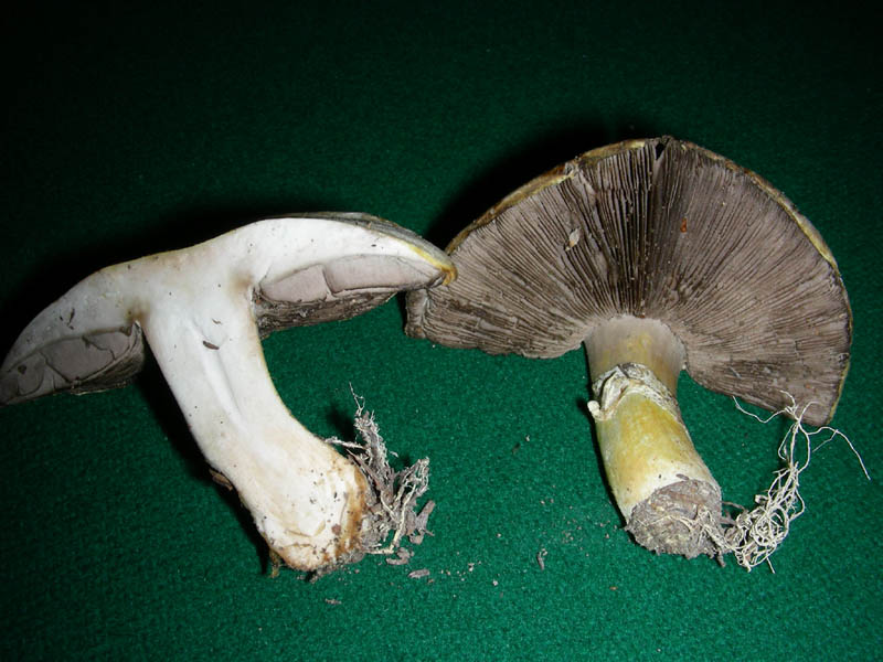 Primo Agaricus 02.04.2010.