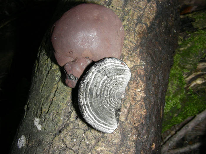 Stereum hirsutum fotog.10.02.09.