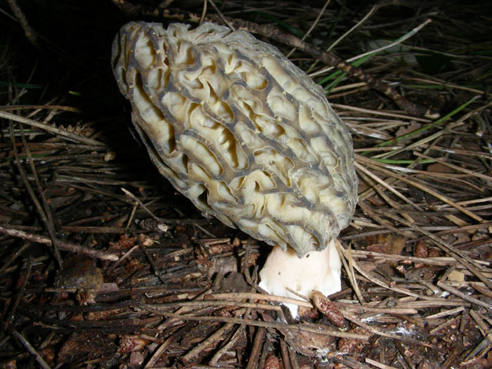 Stereum hirsutum fotog.10.02.09.