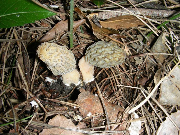 Stereum hirsutum fotog.10.02.09.