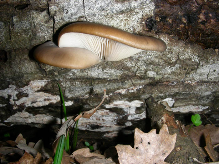 Pleurotus ostreatus fotog. il 13.03.09.