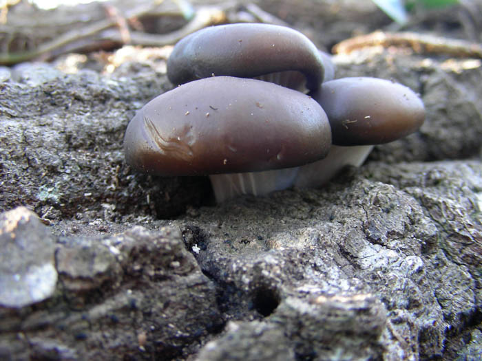 Pleurotus ostreatus fotog. il 13.03.09.