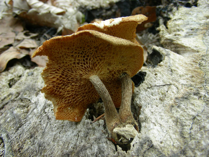 Polyporus fotog 04.04.08 (Polyporus arcularius)