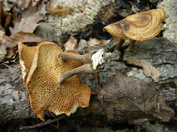 Polyporus fotog 04.04.08 (Polyporus arcularius)
