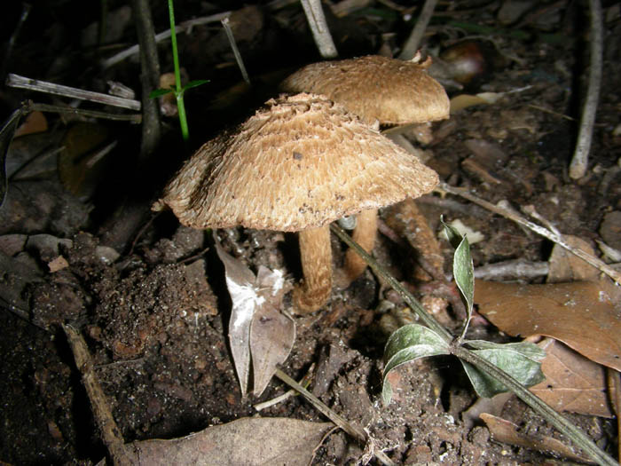 Inocybe fotog.17.03.09.