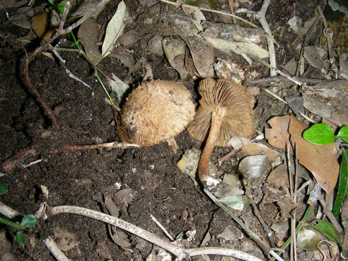 Inocybe fotog.17.03.09.