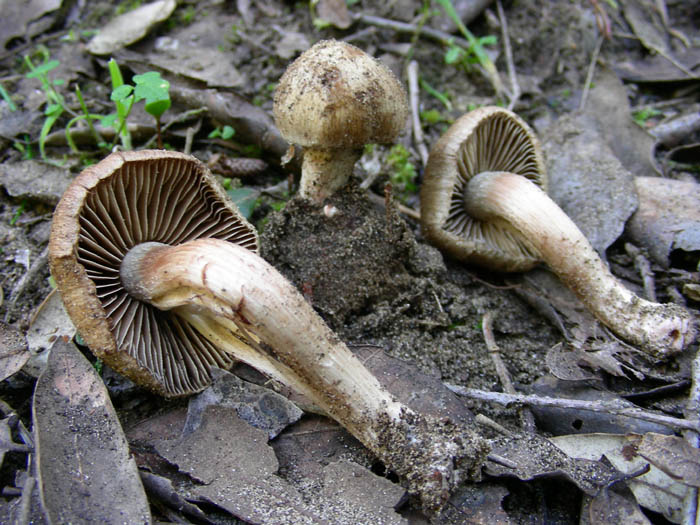 Inocybe fotog.17.03.09.