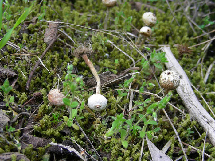 Tulostoma brumale fotog.24.03.09.
