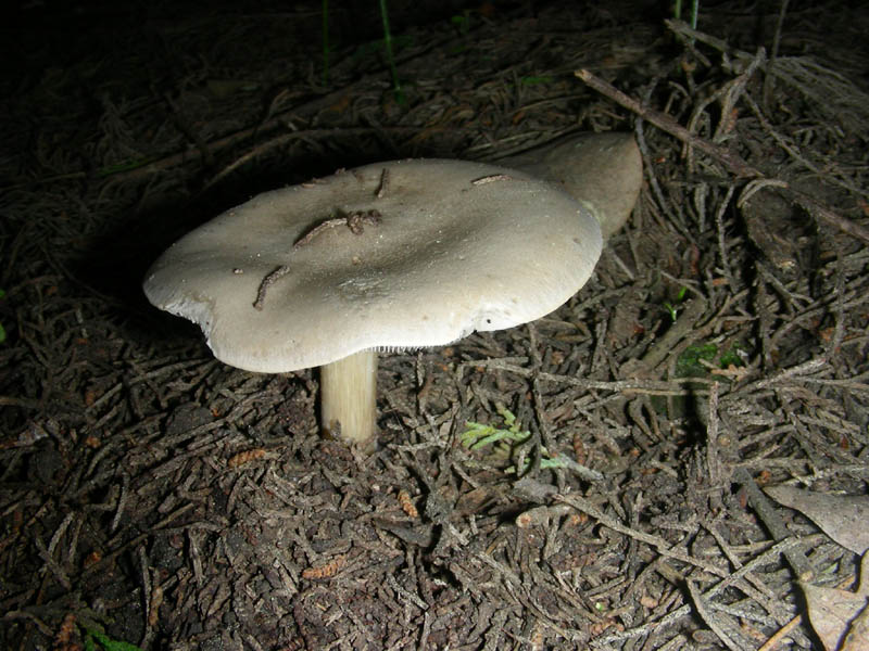 1Ritrovamento del 16.04.2010.