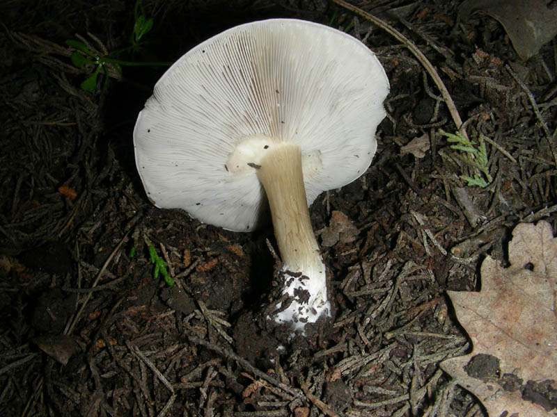 1Ritrovamento del 16.04.2010.