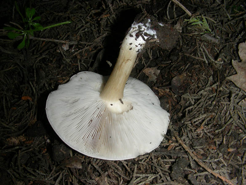 1Ritrovamento del 16.04.2010.