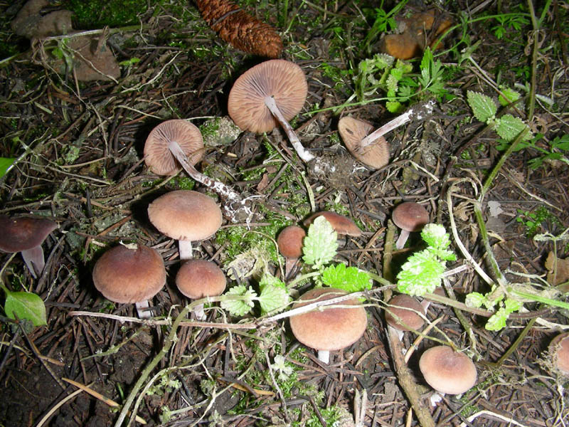 2 Ritrovamento del 16.04.2010.