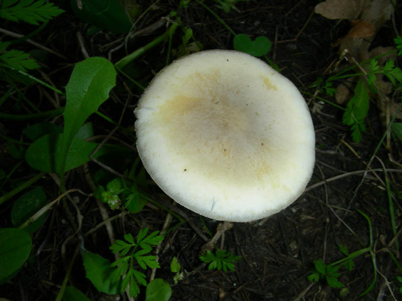 3 fotografato il 16.04.2010.