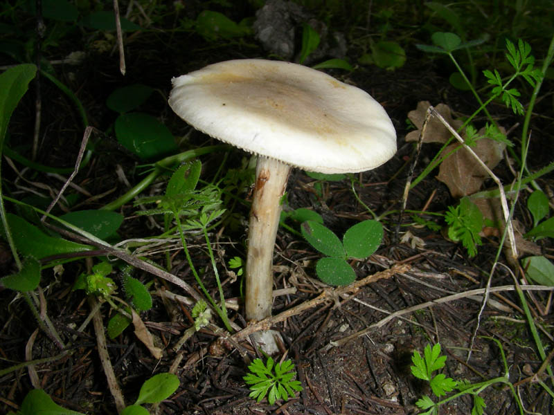 3 fotografato il 16.04.2010.