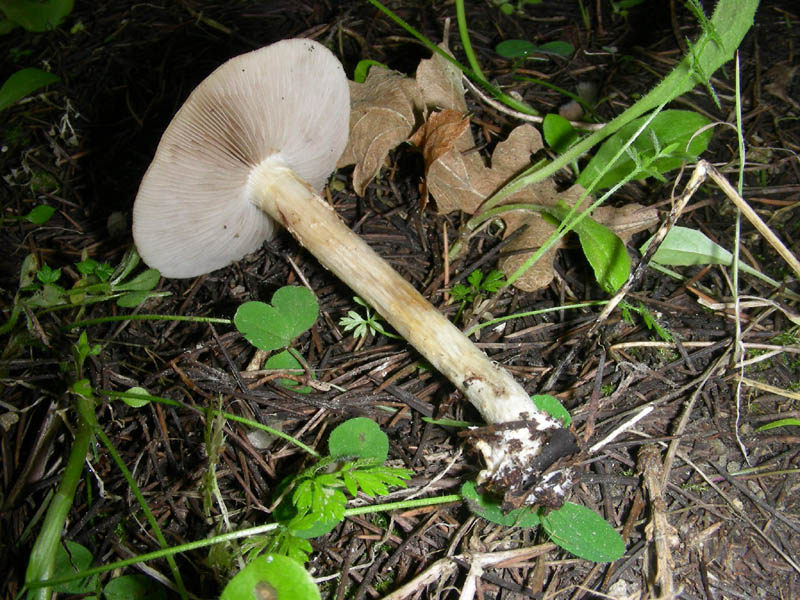 3 fotografato il 16.04.2010.