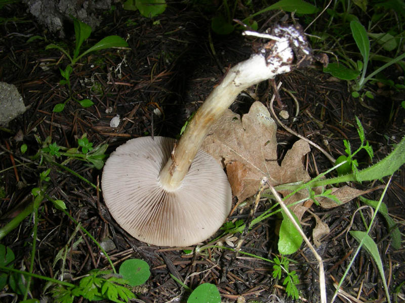 3 fotografato il 16.04.2010.