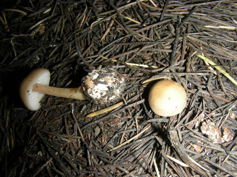 4Ritrovamento del 16.04.2010.