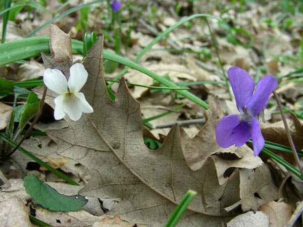 Fiori fotog. 27.03.09. - Viola sp.