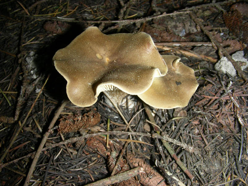 6 Ritrovamento del 13.04.2010.