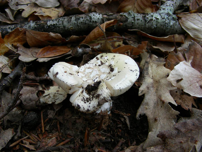 Amanita junquillea fotog. 31.03.09.