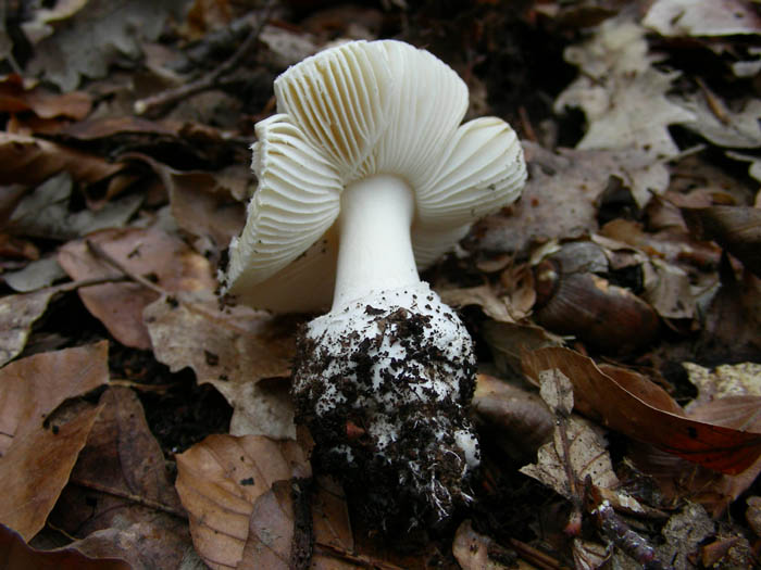 Amanita junquillea fotog. 31.03.09.