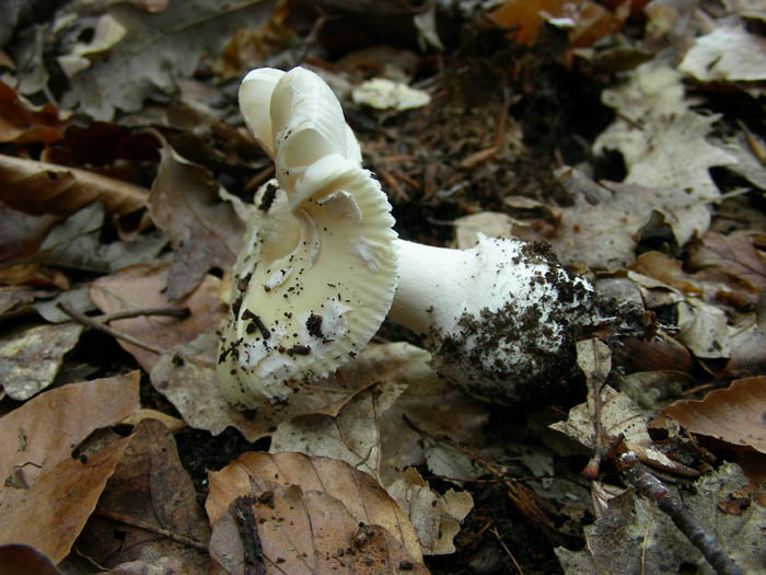 Amanita junquillea fotog. 31.03.09.