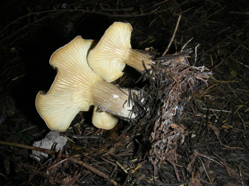 6 Ritrovamento del 13.04.2010.