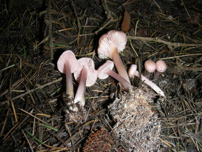 Altro ritrovamento del 16.04.2010.