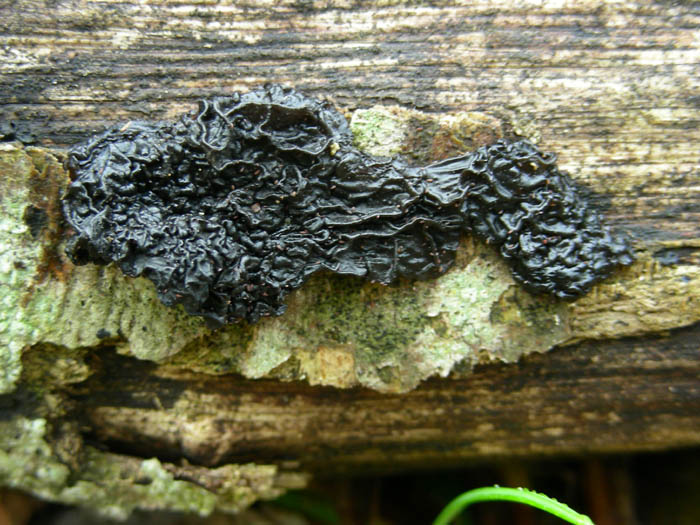 Due funghi.