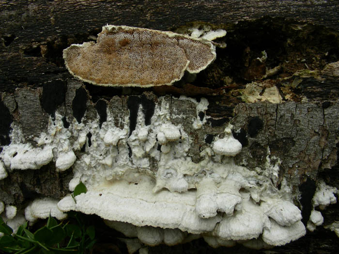 Due funghi.