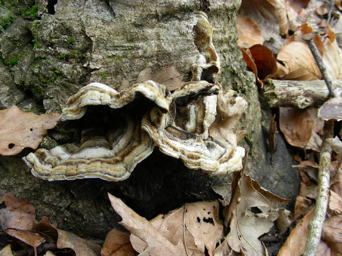 Auricularia auricula judae fotog. 31.03.09. (A. mesenterica)