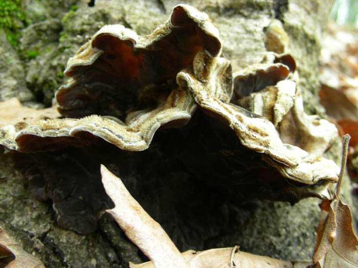 Auricularia auricula judae fotog. 31.03.09. (A. mesenterica)