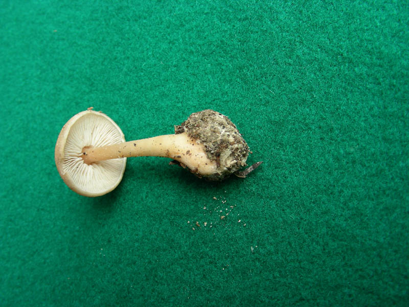 4Ritrovamento del 16.04.2010.