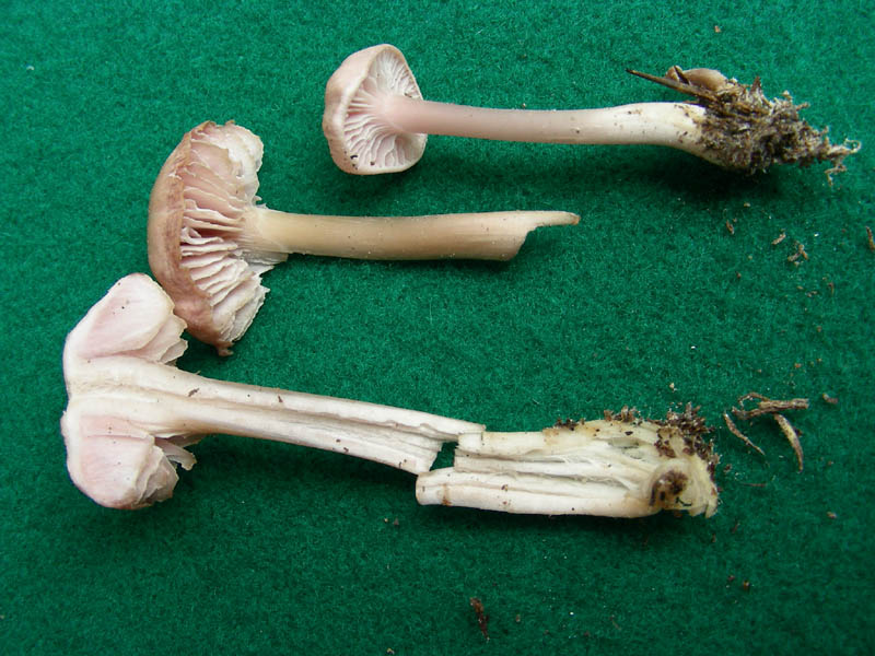 Altro ritrovamento del 16.04.2010.