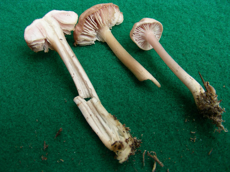 Altro ritrovamento del 16.04.2010.