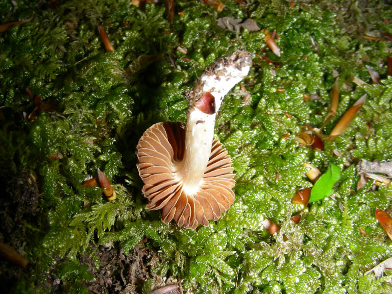 Ritrovamento del 20.04.2010.