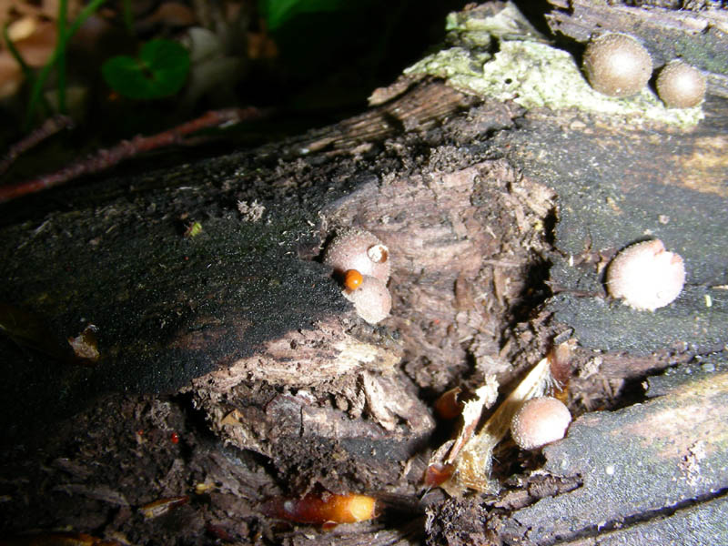 Ritrovamento del 20.04.2010.