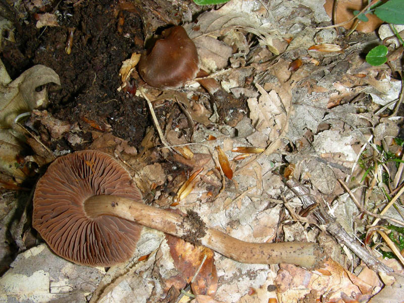 1. Ritrovamento del 20.04.2010.