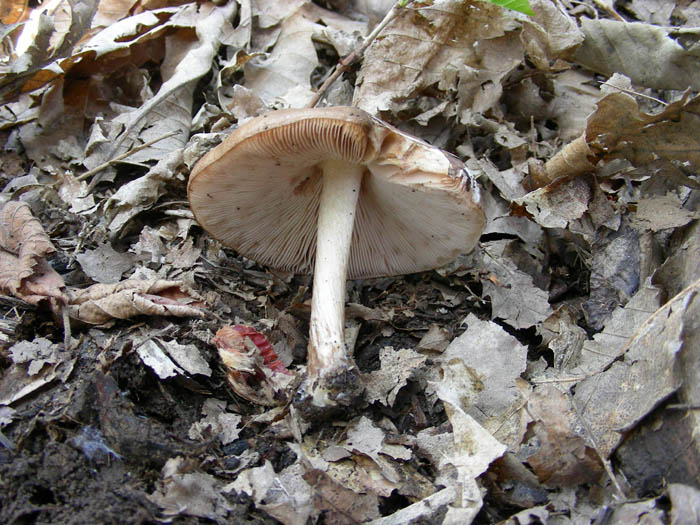 Due pluteus. (cfr. Pluteus cervinus)