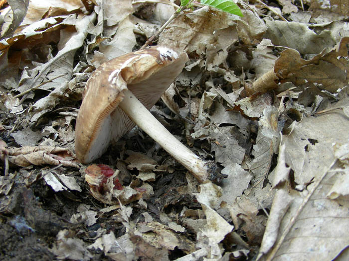 Due pluteus. (cfr. Pluteus cervinus)