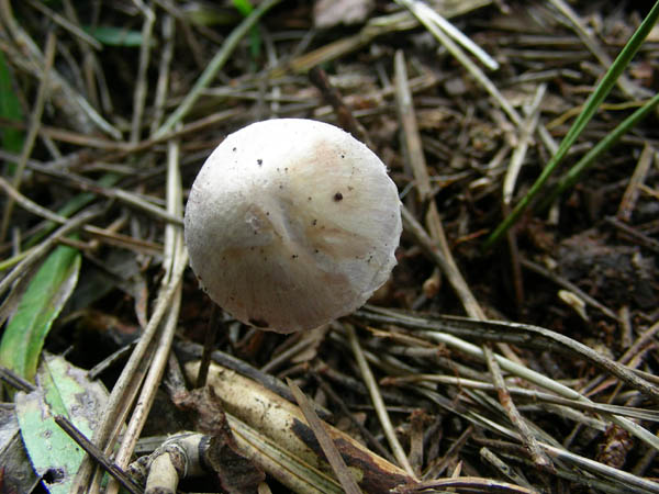 2 funghi da determinare.