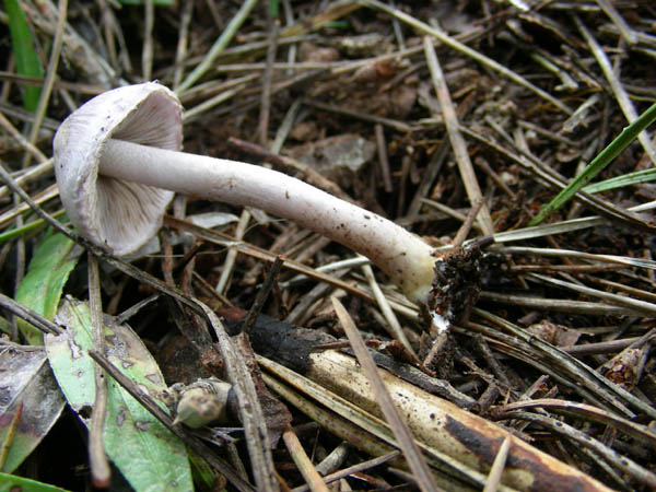 2 funghi da determinare.