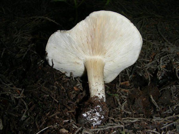 2 funghi da determinare.